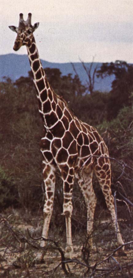 Livsrummet had shrank ago giraffe pa its hemkontinent